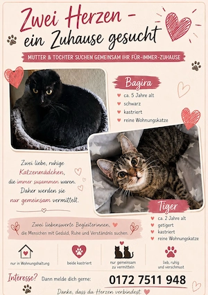Zwei liebevolle Katzen abzugeben 