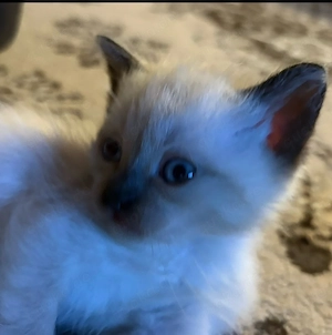 Drei süße Katzenkinder