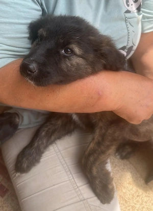 Cassia, kleines Hundemädchen sucht ihr Zuhause