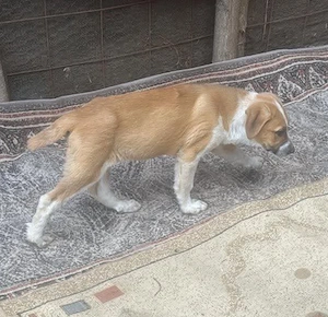 Cajou, kleiner Hundebub sucht liebevolle Hände Bild 3