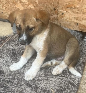 Cosmo, kleiner Hundemann sucht Körbchen