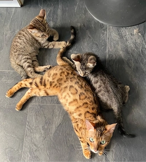 1 Katerchen sucht ein neues Zuhause 