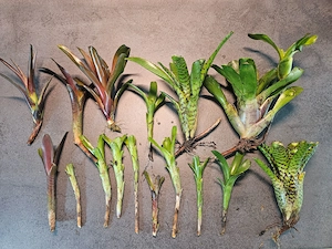 Verkaufe 16 verschiedene Bromelien aus meinen Terrarien