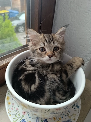 2 zuckersüße Maine Coon Kitten 
