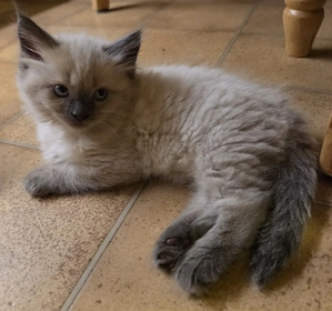 Edelwaldkatzenmix Neva Masquarade Sibirische Waldkatzen Norwegische Amerikanische Kitten