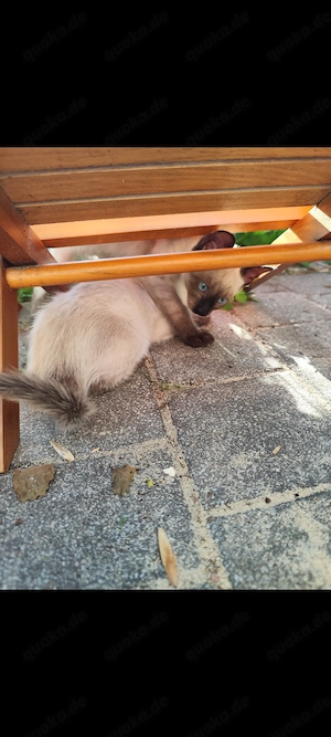Siam Ragdoll Russisch Blau Mix Kater und Katze