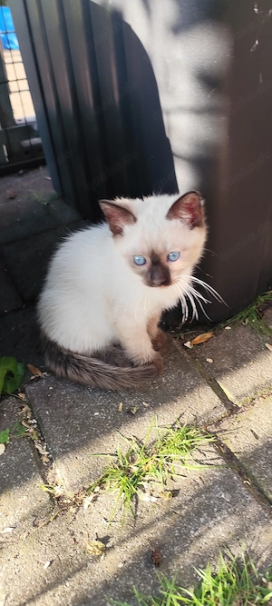 Siam Ragdoll Russisch Blau Mix Kater und Katze