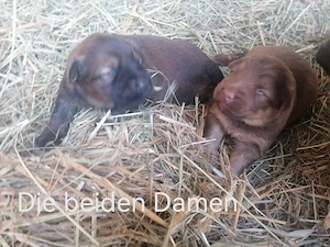 2kleine Rüden und2 kleine Hundedamensuchen ein neues Zuhause ab 30.8.26