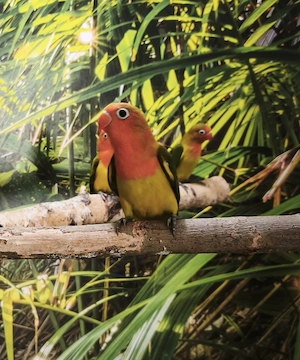 Agaponide Lovebirds Handaufzuchten