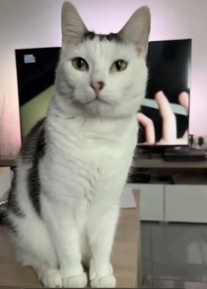 Kater sucht ein liebevolles zu Hause 