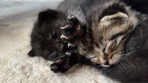 maine coon mix