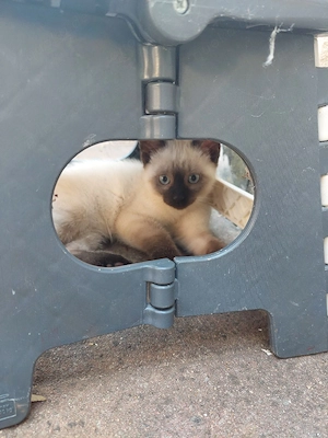 Süßer Siam-Mix Kater sucht ein liebevolles Zuhause   