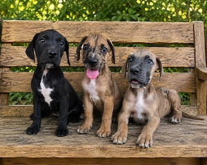 Deutsche Dogge Welpen 