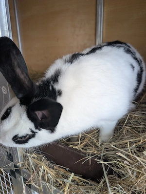 zwergkaninchen 