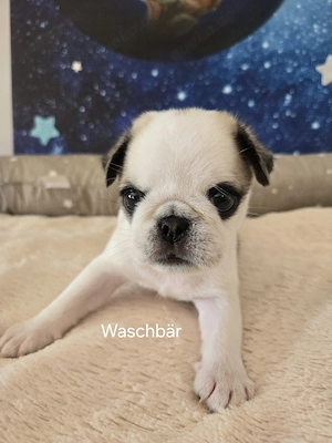 Mops Welpen (Altdeutsch frei atmend)