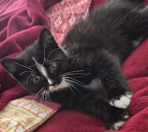 Süßes schwarz-weißes Katzenmädchen sucht ein liebevolles Zuhause!   