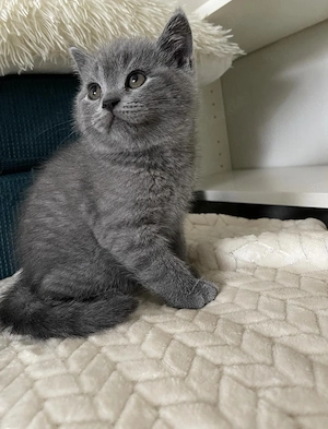 Britisch Kurzhaar Kitten