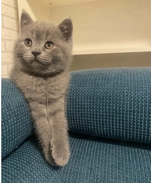 Britisch Kurzhaar Katzen 