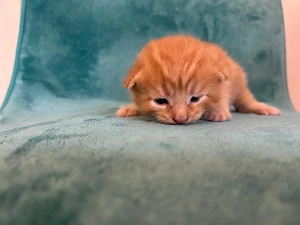 Maine Coon Mix kitten 
