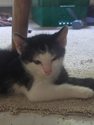 Liebevolle Anzeige   Katerchen sucht ein Zuhause