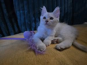 1 weibliches Maine Coon Kitten Katzenbaby weiß creme rot