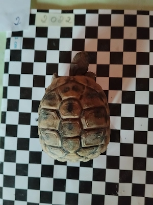Thestudo hermanni,  griechische Landschildkröten 