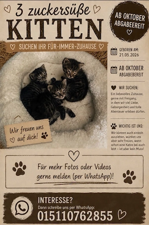 babykatzen