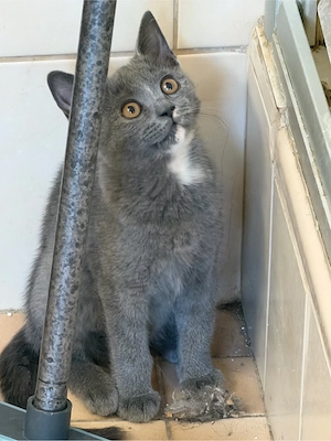 2 bkh kittens suchen ein zuhause