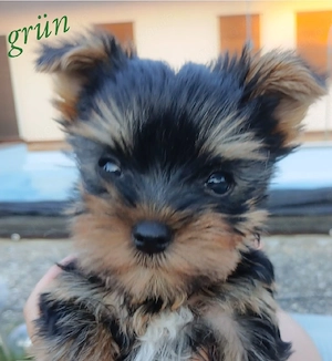 Yorkshire Terrier mini