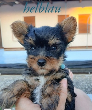 Yorkshire Terrier mini