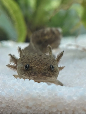 3 Axolotl abzugeben   ca. 1 Jahr alt, liebevolles Zuhause gesuch