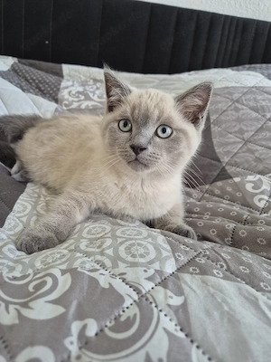 kleiner kater sucht liebevolles zuhause-jetzt abholen!