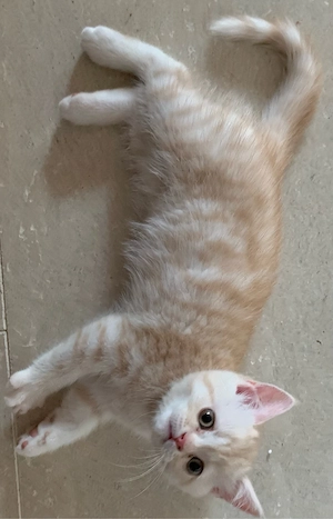 BKH Kater mit besonders schöner Zeichnung