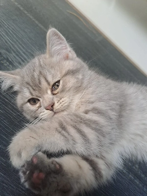 BKH Perser Kitten (Junge)