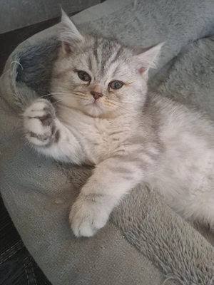 Perser BKH Kitten (Junge)