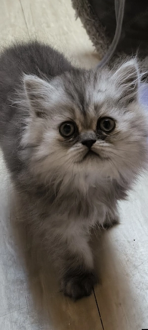 Perser Baby Mädchen
