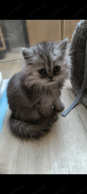 Perser Baby Mädchen