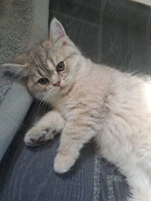 BKH Perser Kitten (Mädchen)