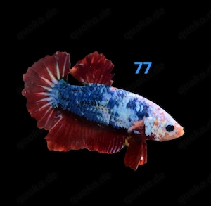 Kampffisch Männchen Betta splendens 