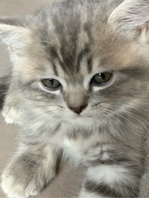 Selbstbewusster BKH Kater