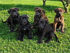Boerboel - American Bully xl