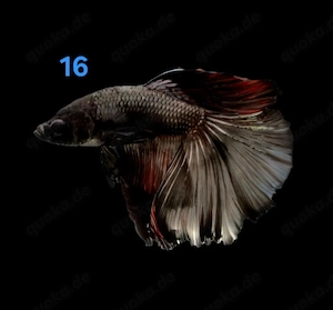 Kampffisch Männchen Betta splendens Halfmoon 