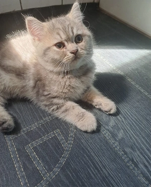 Perser BKH Kitten (junge)