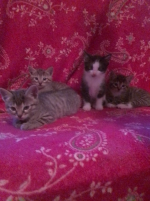 Hübsche,kleine Katzenbabys 