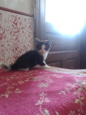 Hübsche Katzenbabys 