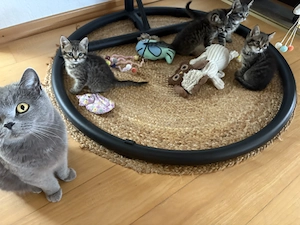 BKH Kitten Tabby 
