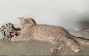 Sanfter hübscher BKH Kater