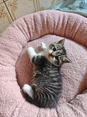 Bezaubernde BKH Mix Kitten 