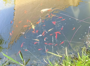 Koi, Schubunkin, Goldfische (Schleierschwänze und normale)