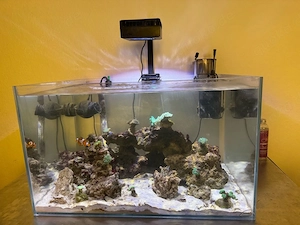 meerwasser Aquarium 